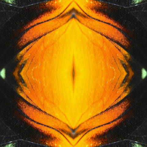 Butterfly Eye Ib Black Ornate Wood Framed Art Print with Double Matting by Grayscale