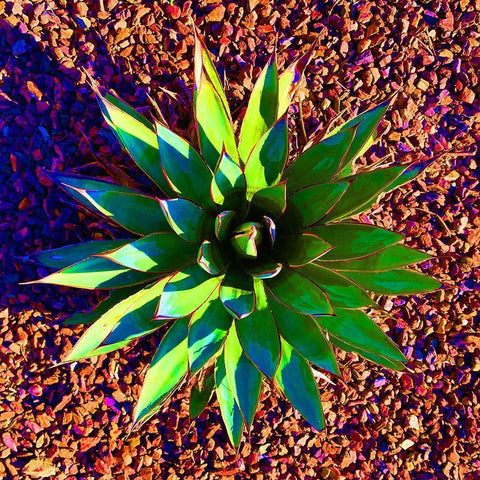Aloe Burst II Gold Ornate Wood Framed Art Print with Double Matting by Grayscale