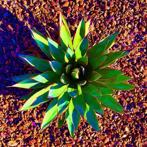 Aloe Burst II White Modern Wood Framed Art Print with Double Matting by Grayscale