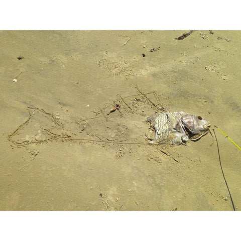 Fish Sketch I Gold Ornate Wood Framed Art Print with Double Matting by Grayscale