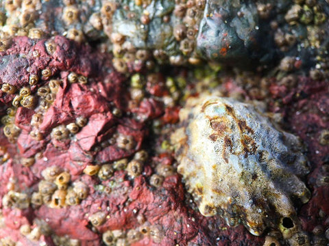 Mussels and Shells I Black Ornate Wood Framed Art Print with Double Matting by Grayscale