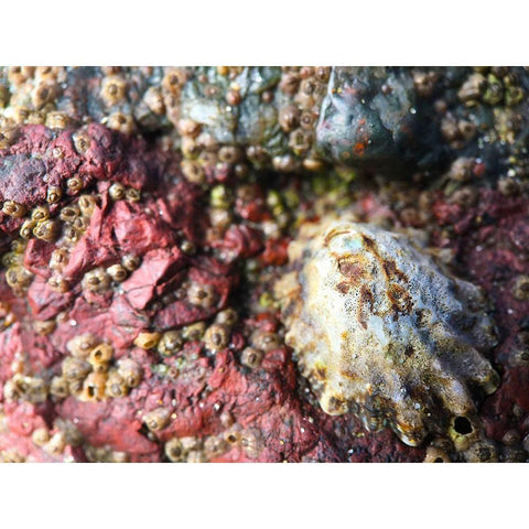 Mussels and Shells I Black Modern Wood Framed Art Print by Grayscale