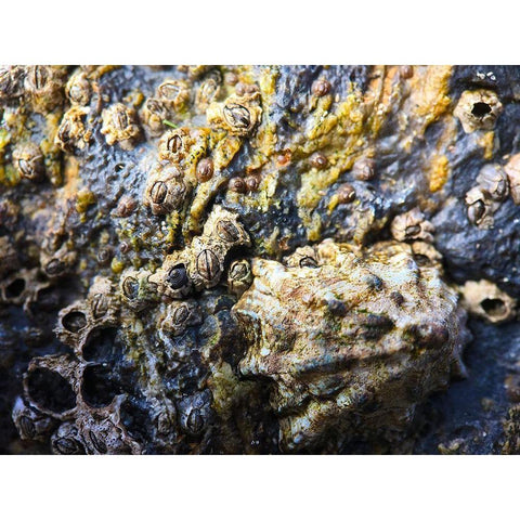 Mussels and Shells II Black Modern Wood Framed Art Print by Grayscale