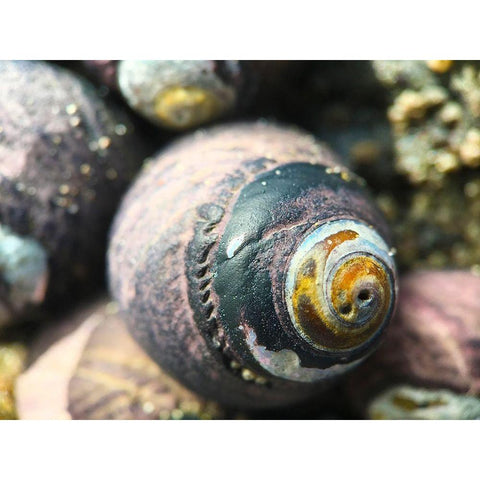 Shell Spiral I Gold Ornate Wood Framed Art Print with Double Matting by Grayscale