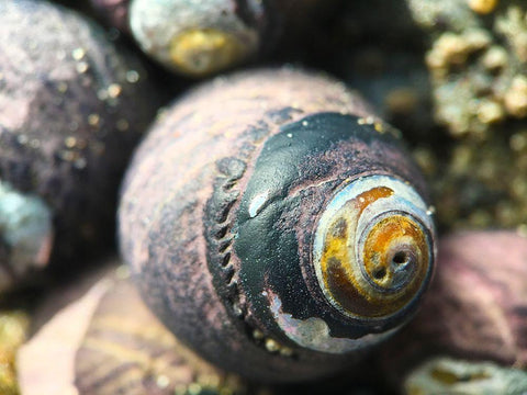 Shell Spiral I Black Ornate Wood Framed Art Print with Double Matting by Grayscale