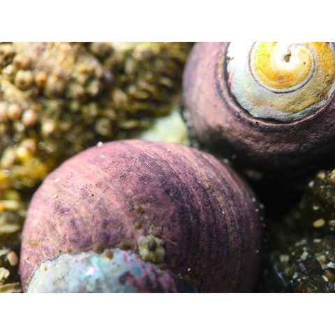 Shell Spiral II White Modern Wood Framed Art Print by Grayscale