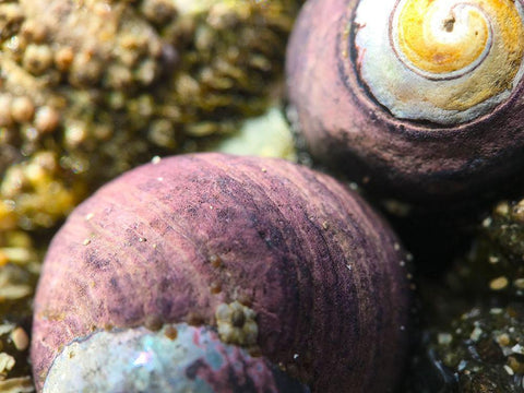 Shell Spiral II Black Ornate Wood Framed Art Print with Double Matting by Grayscale