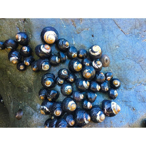 Shell Spiral III Gold Ornate Wood Framed Art Print with Double Matting by Grayscale