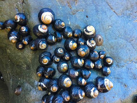 Shell Spiral III Black Ornate Wood Framed Art Print with Double Matting by Grayscale