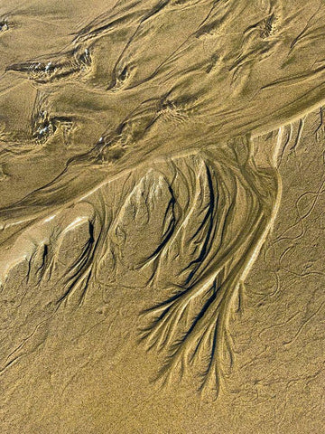 Wet Sand III Black Ornate Wood Framed Art Print with Double Matting by Grayscale