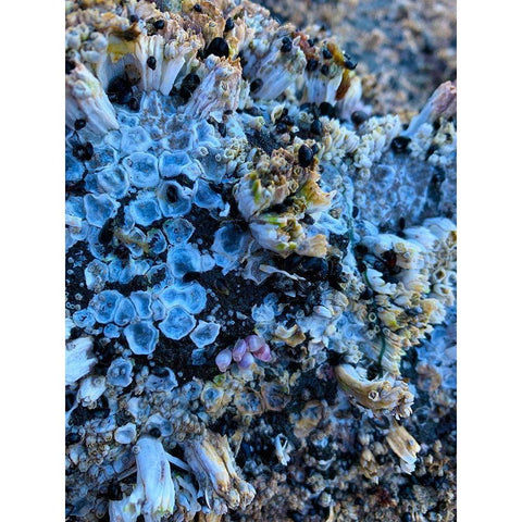 Coral Mussels I White Modern Wood Framed Art Print by Grayscale