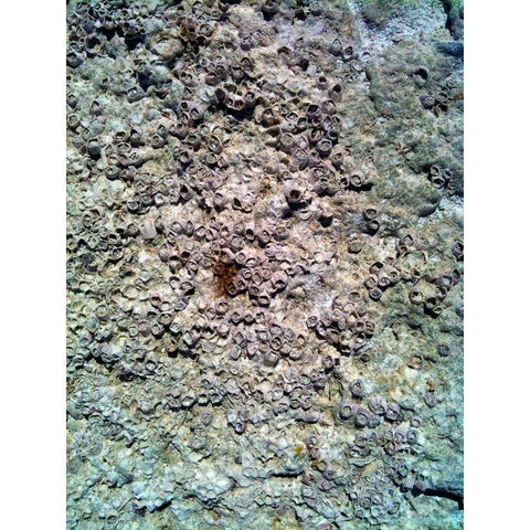 Coral Mussels II White Modern Wood Framed Art Print by Grayscale