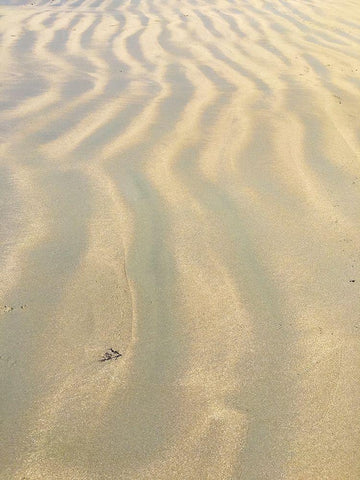 Sand Prints VI Black Ornate Wood Framed Art Print with Double Matting by Grayscale