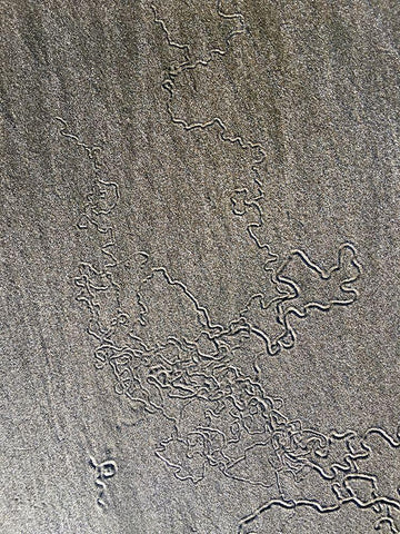 Sand Prints VII Black Ornate Wood Framed Art Print with Double Matting by Grayscale