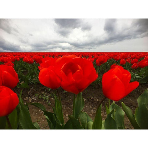 Red Tulip Field White Modern Wood Framed Art Print by Grayscale