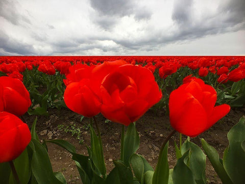 Red Tulip Field Black Ornate Wood Framed Art Print with Double Matting by Grayscale