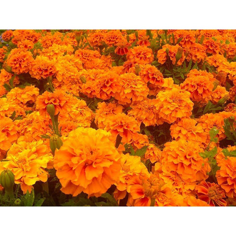 Chrysanthemums I Black Modern Wood Framed Art Print with Double Matting by Grayscale