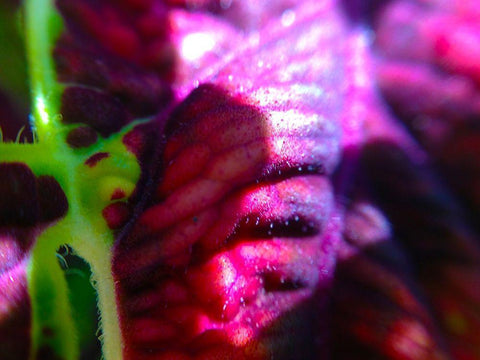 Complex Leaves III White Modern Wood Framed Art Print with Double Matting by Grayscale