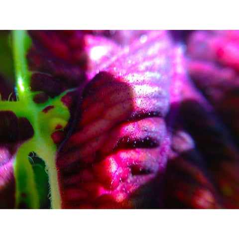 Complex Leaves III Gold Ornate Wood Framed Art Print with Double Matting by Grayscale