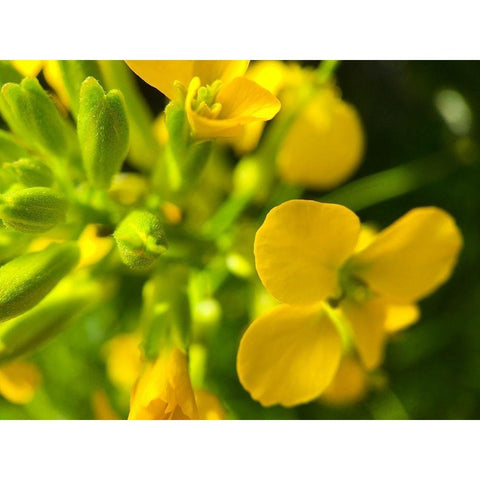 Yellow Wildflower I Black Modern Wood Framed Art Print by Grayscale