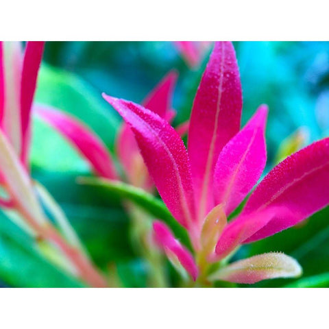 Pink Leaves I Black Modern Wood Framed Art Print by Grayscale