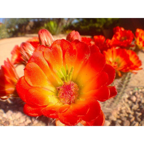 Hedgehogs I Black Modern Wood Framed Art Print by Grayscale