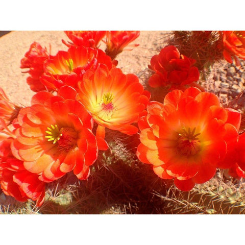 Hedgehogs II White Modern Wood Framed Art Print by Grayscale