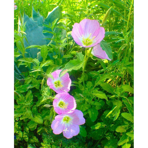 Geraniums I White Modern Wood Framed Art Print by Grayscale