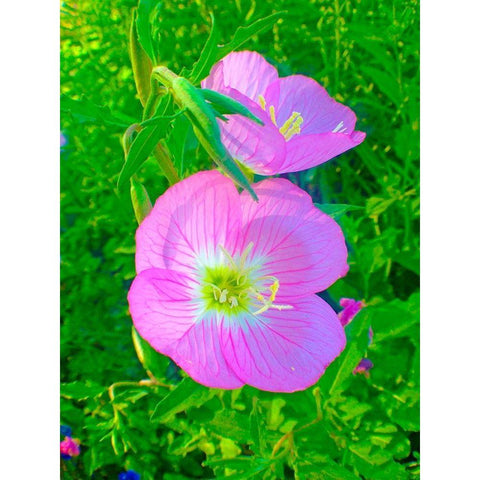 Geraniums II Black Modern Wood Framed Art Print with Double Matting by Grayscale