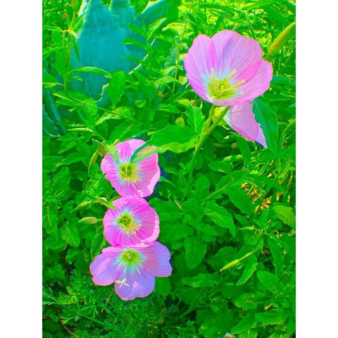 Geraniums III White Modern Wood Framed Art Print by Grayscale