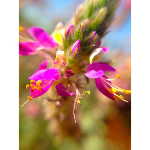 Exploding Buds I White Modern Wood Framed Art Print by Grayscale