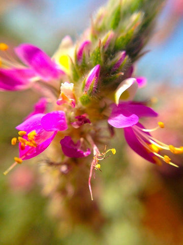 Exploding Buds I Black Ornate Wood Framed Art Print with Double Matting by Grayscale
