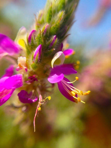 Exploding Buds II White Modern Wood Framed Art Print with Double Matting by Grayscale