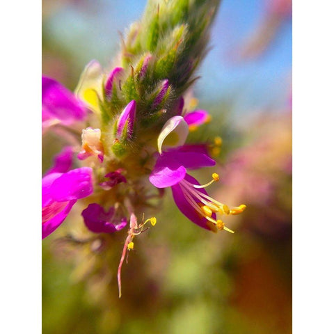 Exploding Buds II White Modern Wood Framed Art Print by Grayscale