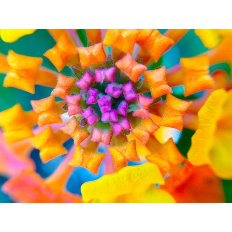 Kaleidoscope IV Black Modern Wood Framed Art Print by Grayscale