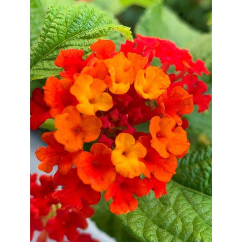 Lantana I Black Modern Wood Framed Art Print with Double Matting by Grayscale