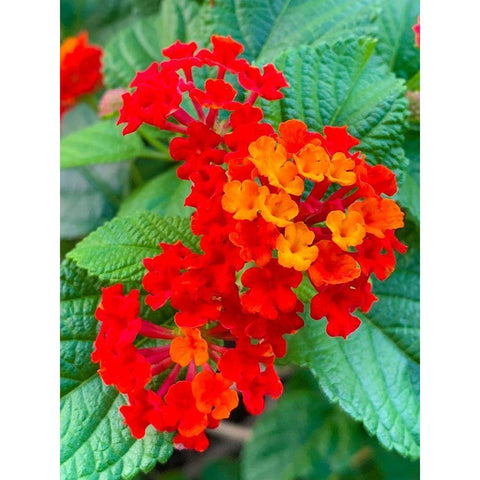 Lantana II Gold Ornate Wood Framed Art Print with Double Matting by Grayscale