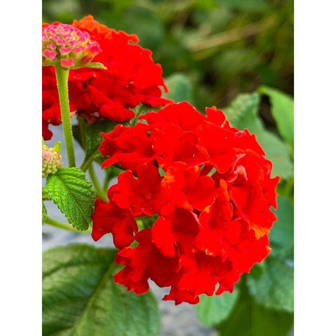 Lantana III Gold Ornate Wood Framed Art Print with Double Matting by Grayscale