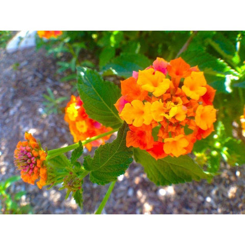 Lantana V White Modern Wood Framed Art Print by Grayscale