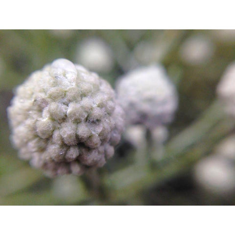 Silver Cluster I White Modern Wood Framed Art Print by Grayscale