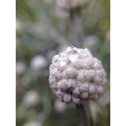 Silver Cluster II Gold Ornate Wood Framed Art Print with Double Matting by Grayscale