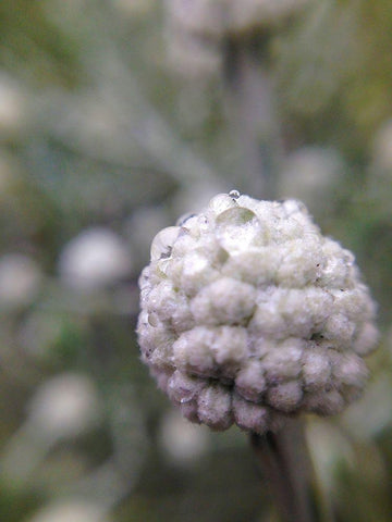 Silver Cluster II Black Ornate Wood Framed Art Print with Double Matting by Grayscale