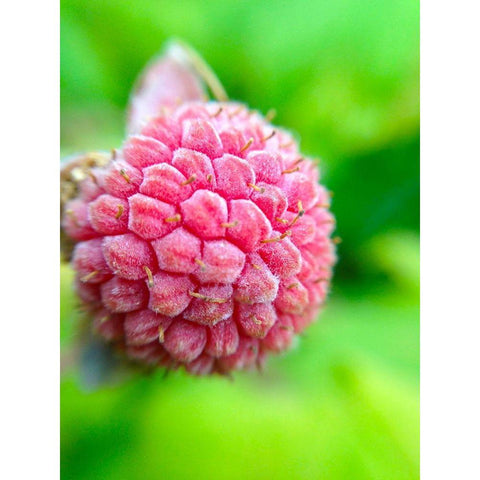 Pink Cluster I Gold Ornate Wood Framed Art Print with Double Matting by Grayscale