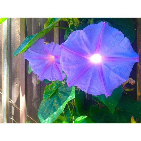 Morning Glory I White Modern Wood Framed Art Print by Grayscale