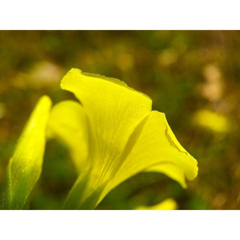 Yellow Wildflower III Black Modern Wood Framed Art Print by Grayscale