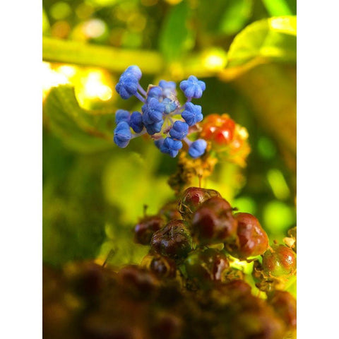 Waking Wildflowers I Gold Ornate Wood Framed Art Print with Double Matting by Grayscale