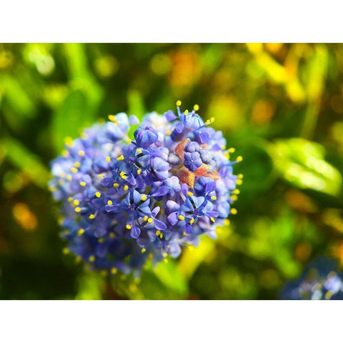 Onion Blooms I Black Modern Wood Framed Art Print by Grayscale