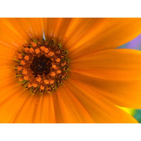 Orange Wildflower II Black Modern Wood Framed Art Print by Grayscale