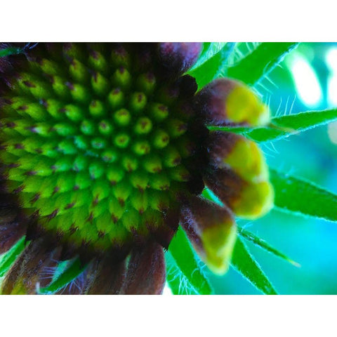 Flower Cluster II Gold Ornate Wood Framed Art Print with Double Matting by Grayscale