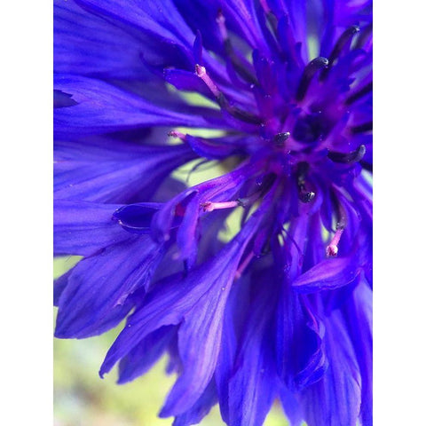 Purple Wildflower I Black Modern Wood Framed Art Print by Grayscale
